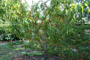 fruit tree