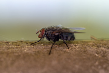 fliege