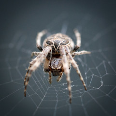 spider