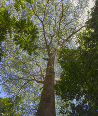 Close up of large tree in jungle canopy in the island of Morrea in French Polynesia