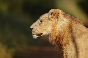 Fototapeta na wymiar Portrait of an African lion (Panthera leo), South Africa 