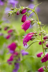 Penstemon mexicali cultivar red rocks flowers, purple ornamental bell flowering small plant
