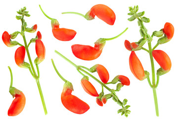 Kidney beans red flower