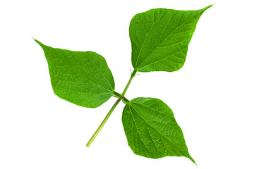 Kidney beans leaf