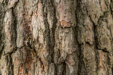 Texture of tree bark