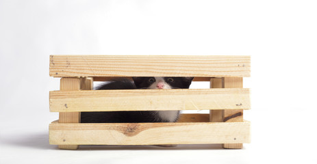 cat under a wooden box on white background