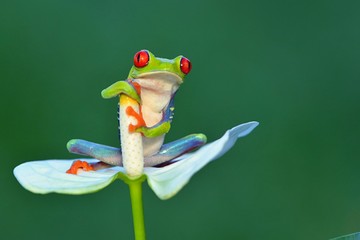 Red eyed frog, Agalychnis callidryas a arboreal hylid native to tropical rainforests in Central...