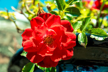 Bright red rose in ceramic pot