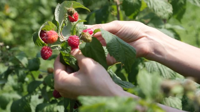 Village farm with organic food products woman hands pluck ripe raspberry from a bush