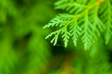 Incense cedar tree Calocedrus decurrens branch close up.