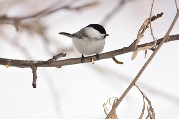 Willow tit sits on a branch of an wild apple tree (seed falls from feet).