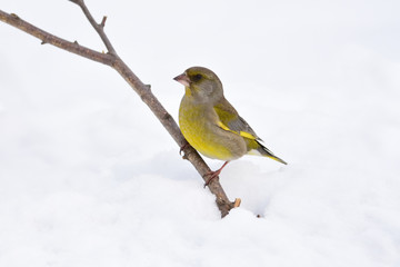 European greenfinch sits on a branch sticking out of snow.