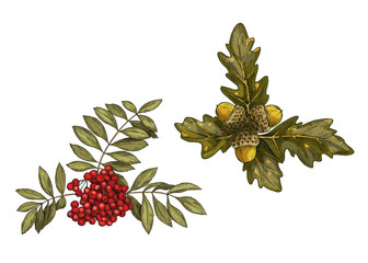 Set of vector leaves in autumn style. Branch of rowan and oak with fruits isolated on white background.