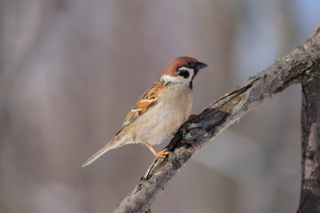 Eurasian tree sparrow sits with a branch with cracked bark.