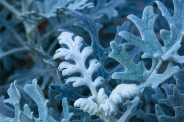 Silver dust Cineraria maritima in the garden, close up.