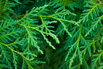 Incense cedar tree Calocedrus decurrens branch close up.