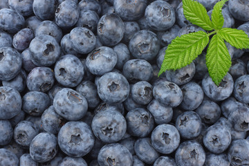 healthy background. blueberry texture. blueberries background. fruit background.