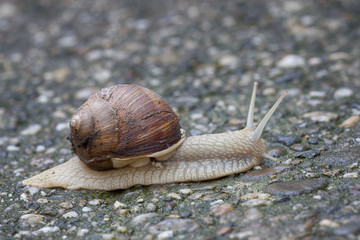 Close up of europaean vineyard snail on a pathway
