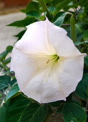 Devil's Trumpet, Datura metel, in the garden, close up.