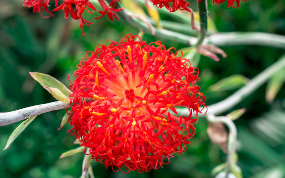 Red Kleinia inflorescence