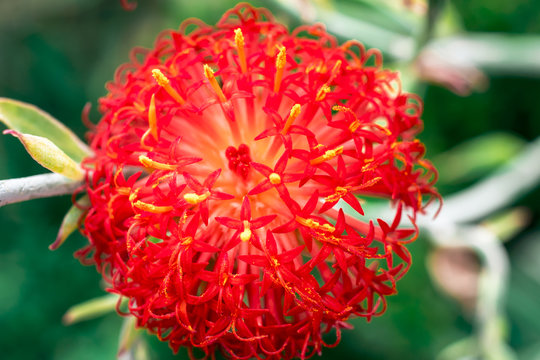 Red Kleinia flower