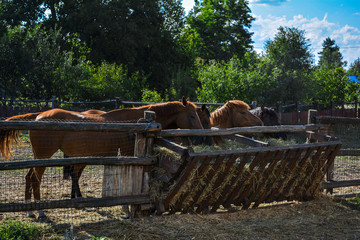 Fototapeta na wymiar Four horses on the farm eat hay.