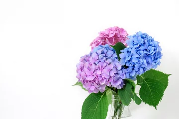 Papier Peint photo Lavable Hortensia beau bouquet de fleurs d& 39 hortensia rose et bleu. fond de vacances ou de mariage avec espace de copie