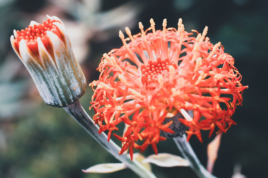 Red Kleinia flower (cold colours)