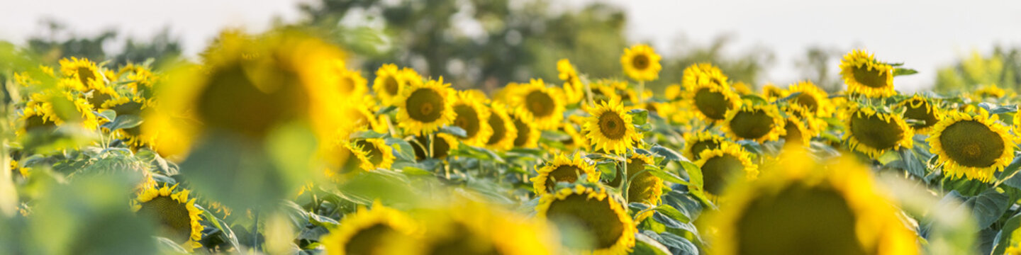 Long banner of sunflowers field. Sunflower plants long image.
