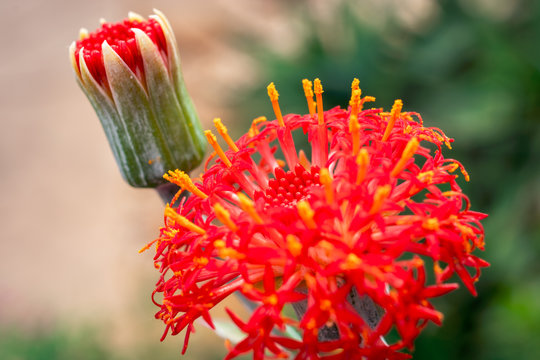 Focus on a red Kleinia flower