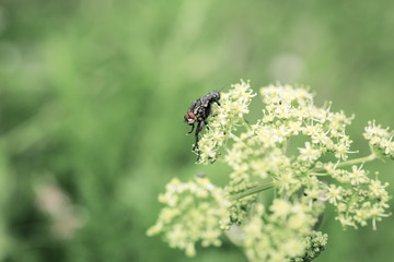 big black fly on flower. Sunny summer day.