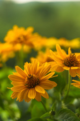 bouquet of bright yellow flowers Heliopsis helianthoides