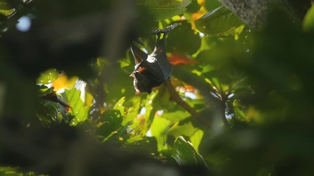 Flying fox hanging on a tree branch and washing up