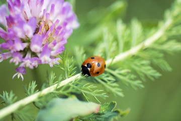 Small Ladybug on green leaf.