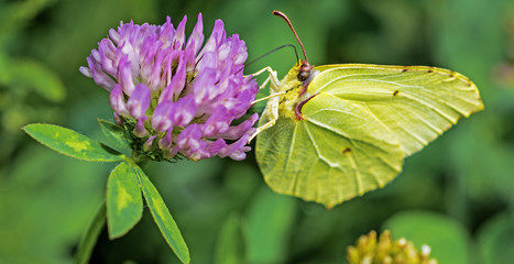 Butterfly on flower. Sunny summer day.