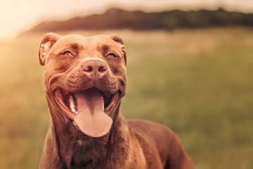 Happy and funny dog at the sunrise, copy space