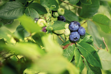 Some blueberries on bush.