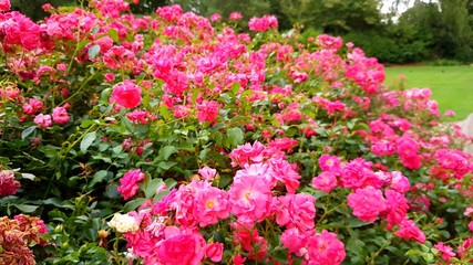 Pink rose garden