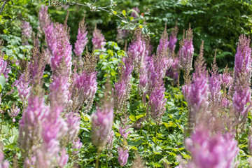 Obraz premium Magenta stalks on green