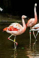 Flamingo With Raised Leg