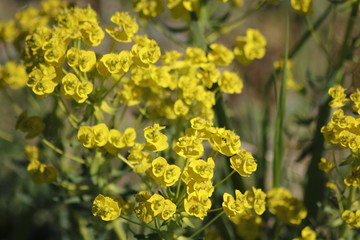 Gelbe Zypressen Wolfsmilch Pflanze mit Blüten auf einer Wiese