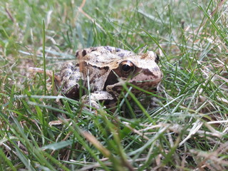 Grenouille des champs