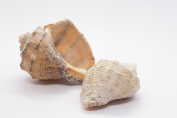 Sea shell on white background. Shells