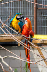 Two parrots Ara