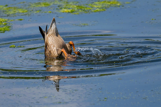 Female Mallard Duck (Anas Platyrhynchos), Head Under Water Feeding With Webbed Feet Splashing To Provide Stability