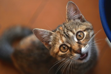 Portrait of a surprised cat 