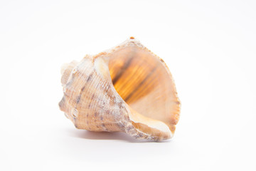 Sea shell on white background. Shells