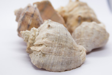 Sea shell on white background. Shells