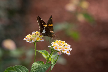 Silver-spotted Skipper Butterfly on Lantana Blooms