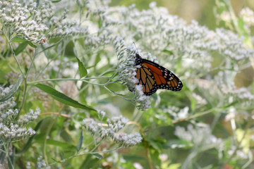 Orange Monarch Butterfly on Small White Blooms